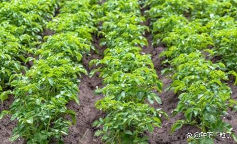 农业技术:种植土豆的技术指南