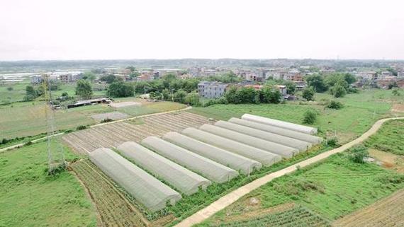 港南区特色蔬菜订单农业项目开工建设 总投资2500万元|种植|扩种|乡村