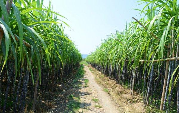甘蔗施肥的三个注意事项 - 农业种植网