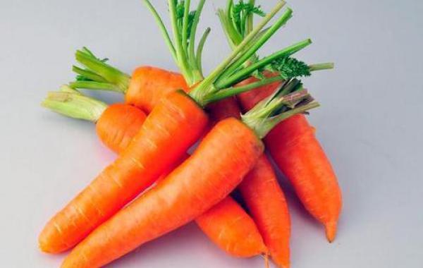 胡萝卜苗生产技术规程 - 农业种植网