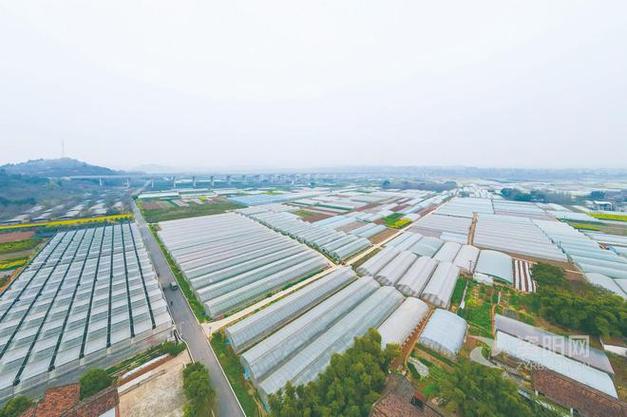 资阳临空先锋村:建设现代化农业园区 "小菜园"做成大产业|张建|蔬菜种