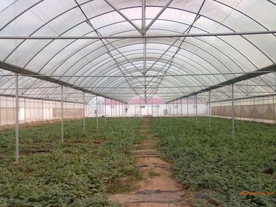 连栋薄膜温室大棚 现代蔬菜连体大棚 农业种植园观光园大棚