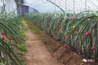 “牟事儿”两会报道(六):回看2018年中牟县都市生态农业转型升级