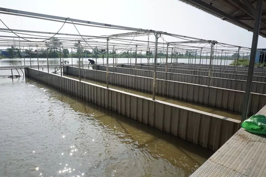新技术推广丨将传统池塘改造成循环水养殖这些技术要点应注意