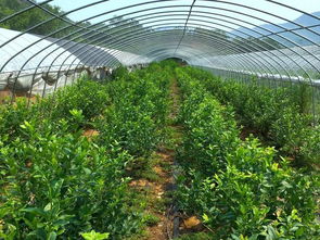 安徽世外蓝香生态农业科技 蓝莓种植专家