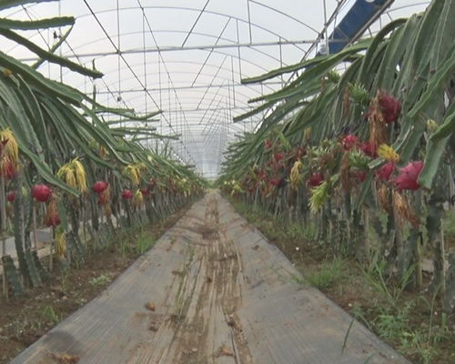 农业种植不再听天由命 马山县气象科技助力精准扶贫观察